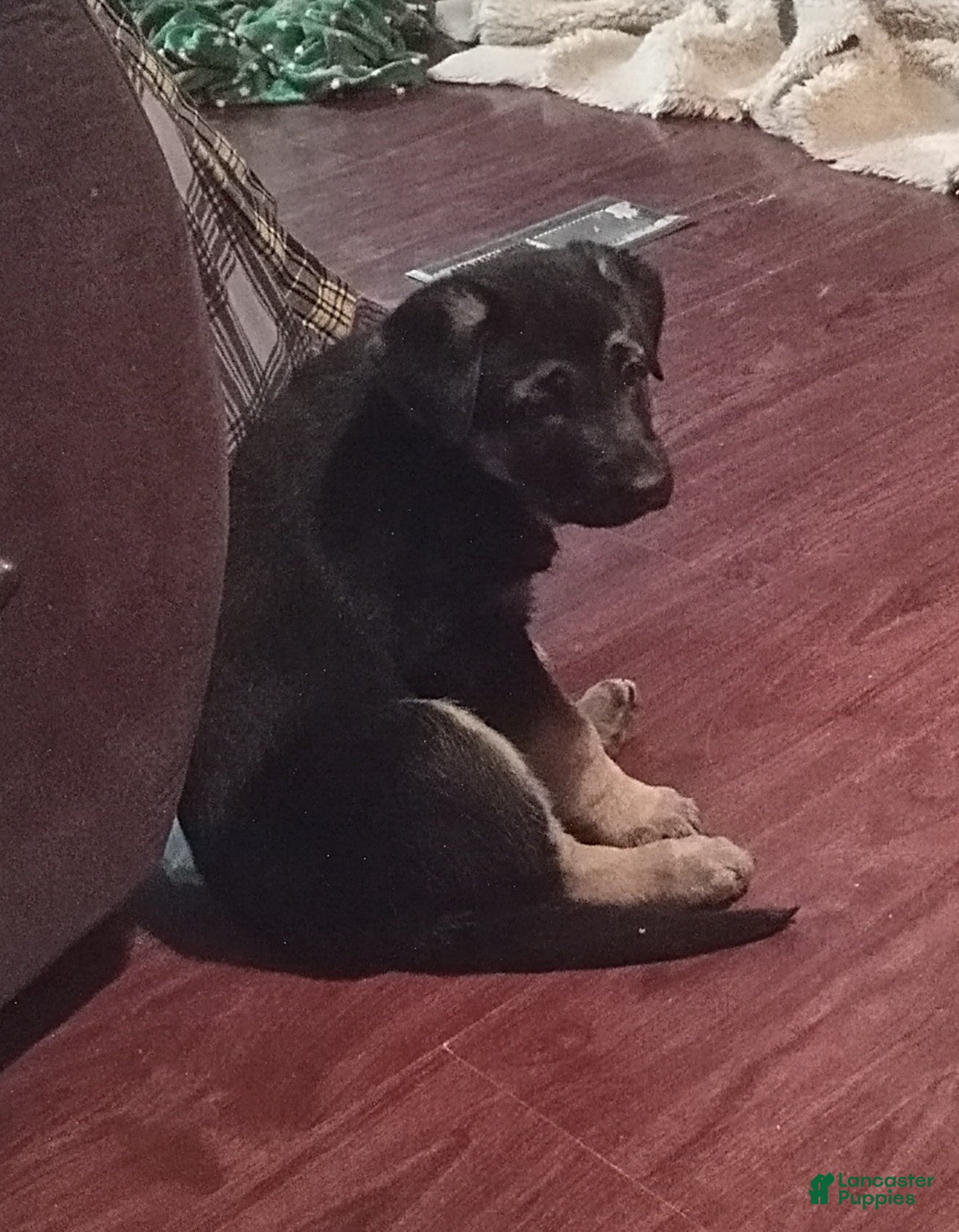 German Shepherd dogs Diamond - Ad 30