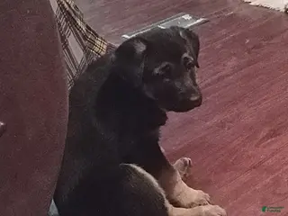 German Shepherd dogs Diamond - Ad 30