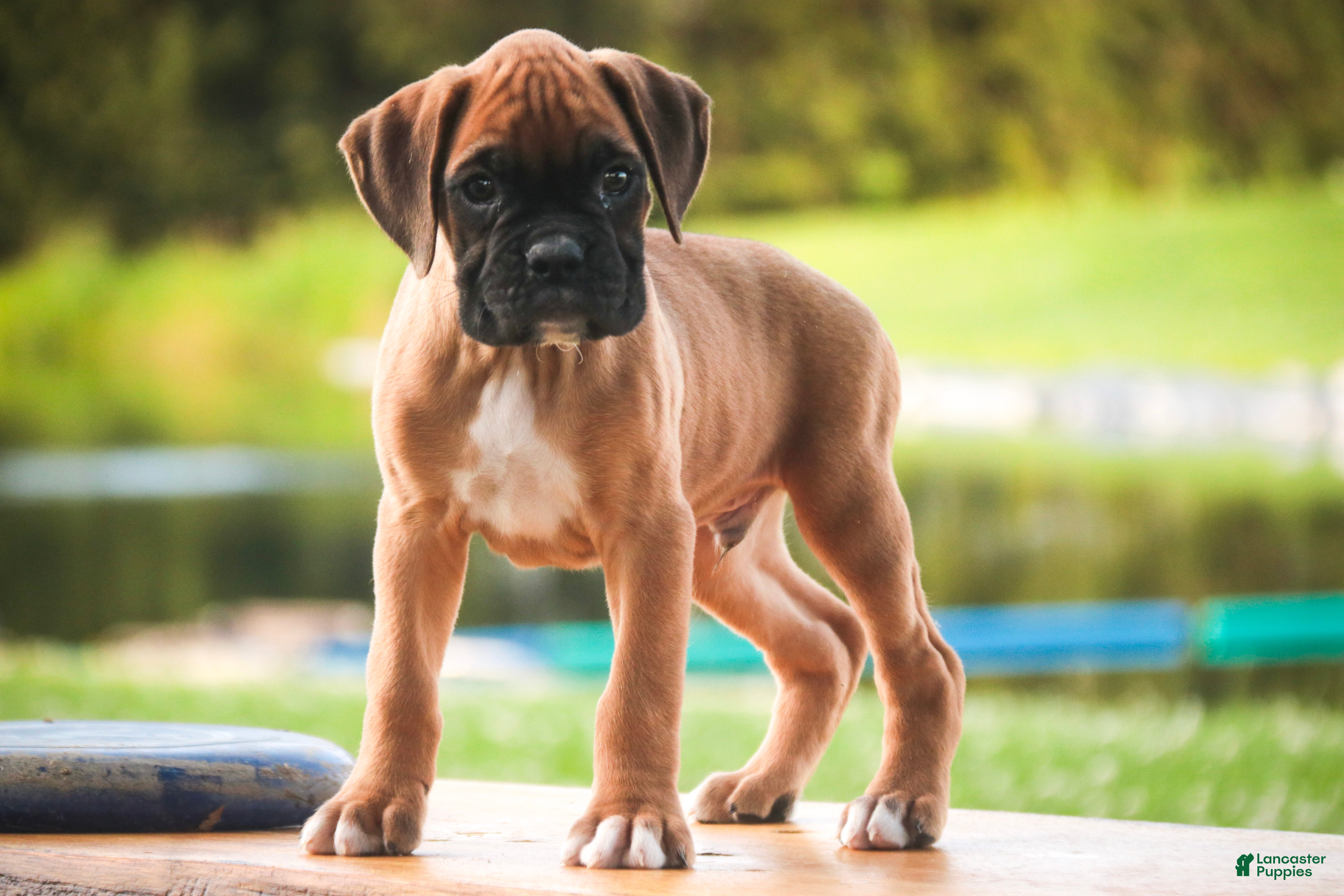 Boxer dogs Boxer 1 - Ad 1