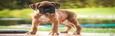 Boxer 1