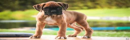 Boxer dogs for sale: Boxer 1 - Ad 1