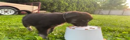 Goberian dogs for sale: Archer - Ad 1