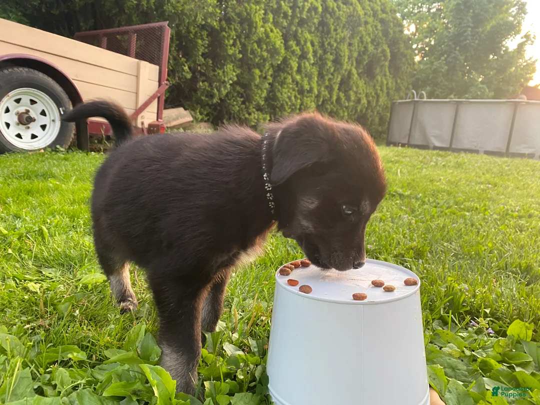 Goberian dogs for sale: Archer - Ad 1