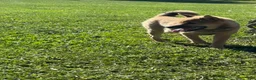 Shiba Inu dogs for sale: Keisha - Ad 4