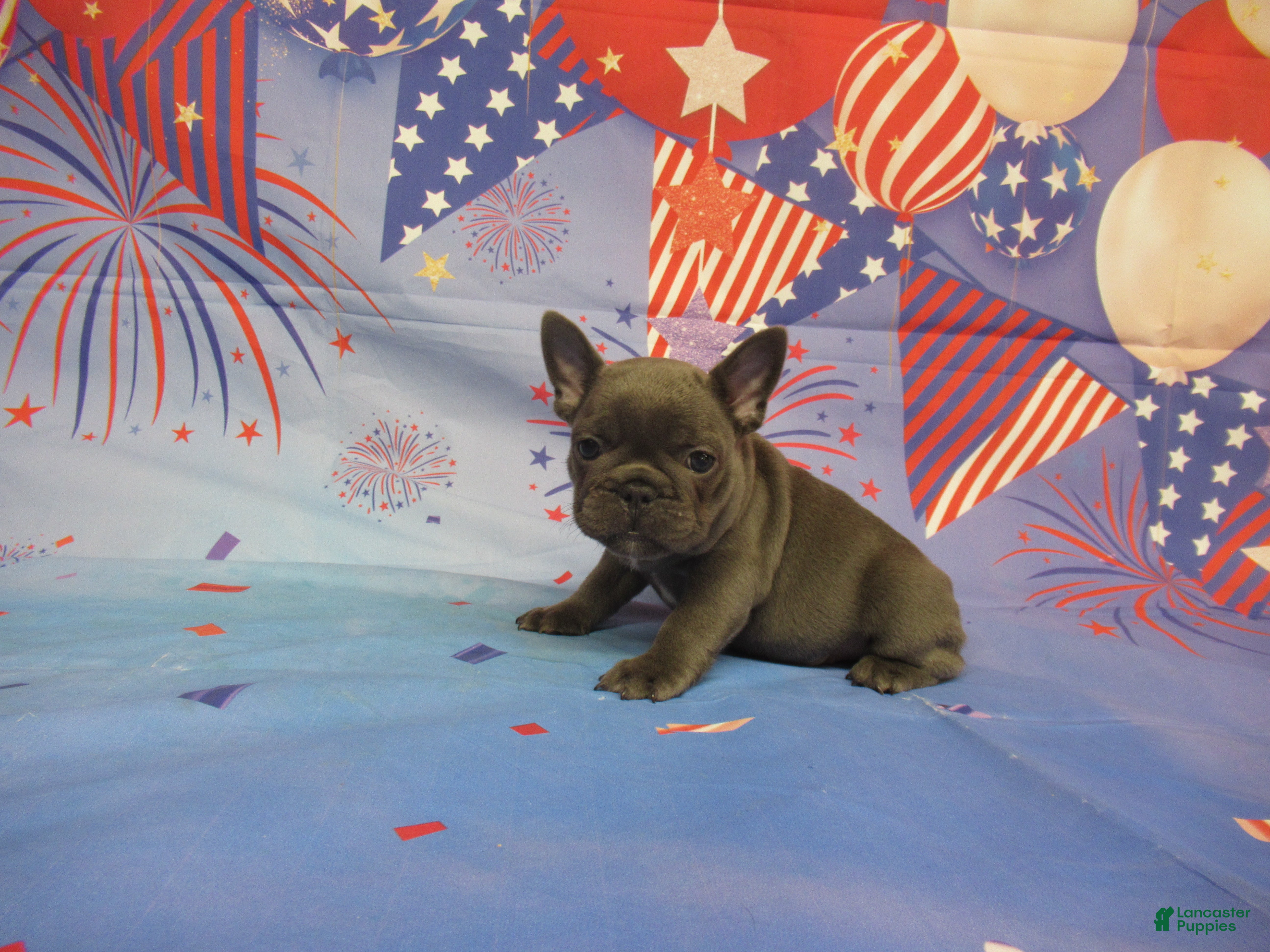 French Bulldog dogs for sale: AKC Laken - Ad 3