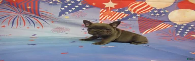 AKC Laken