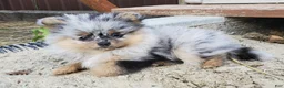 Pomeranian dogs for sale: Lily - Ad 40