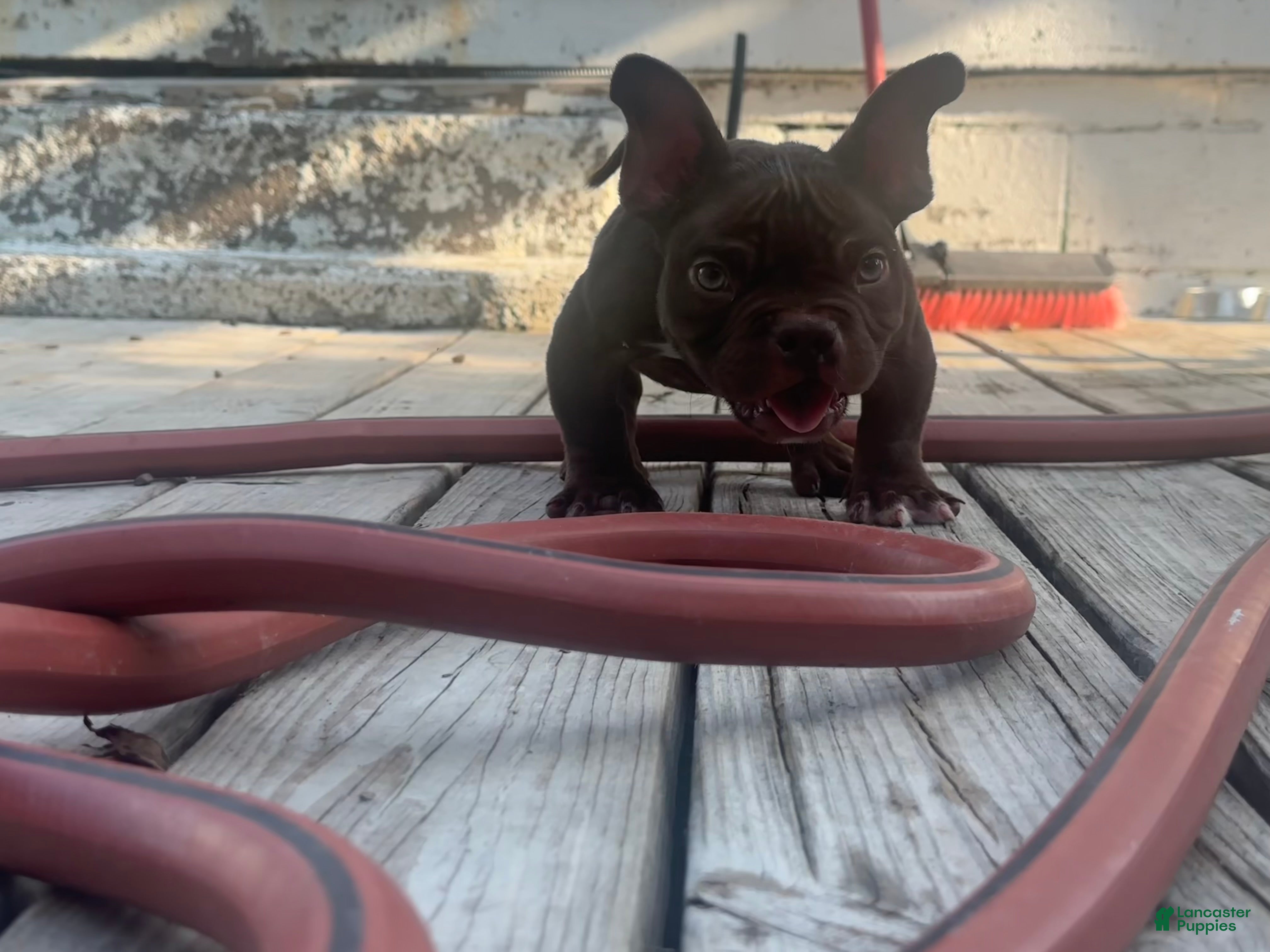 American Bully dogs Royalty - Ad 2