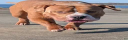 American Bully dogs for stud: Scoot ABKC  - Ad 8