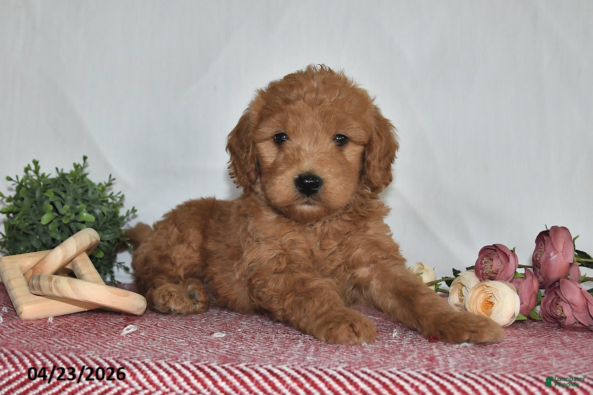 Goldendoodle dogs Nash - Ad 1
