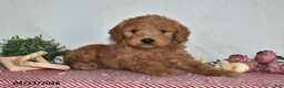 Goldendoodle dogs for sale: Nash - Ad 1