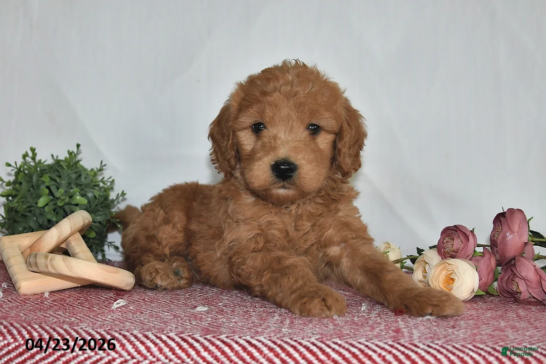 Goldendoodle dogs for sale: Nash - Ad 1