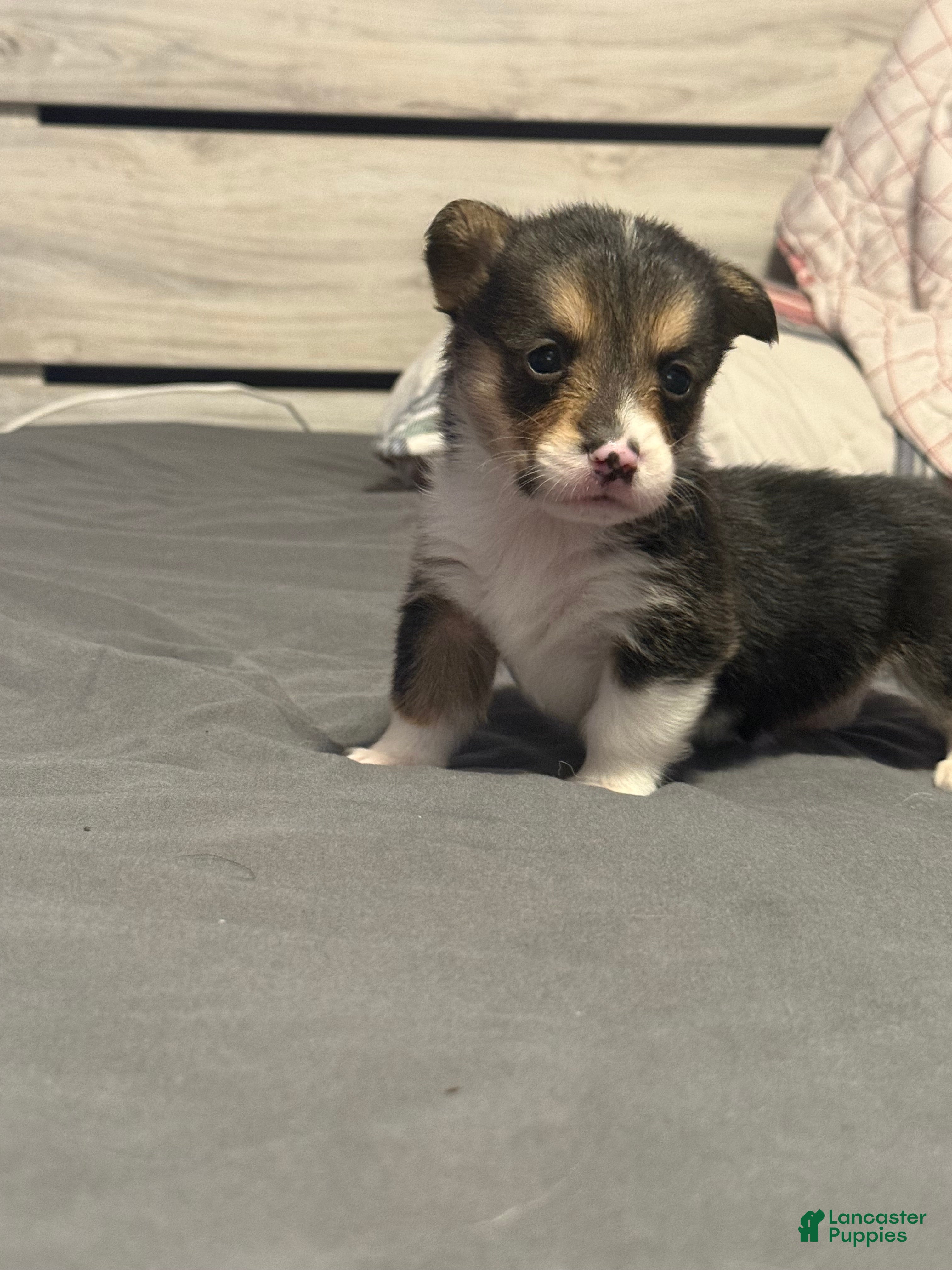 Welsh Corgi Pembroke dogs Welsh Corgi Pembroke Puppy 8 - Ad 4