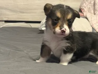 Welsh Corgi Pembroke dogs Welsh Corgi Pembroke Puppy 8 - Ad 4