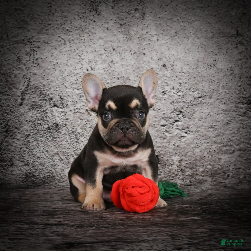 French Bulldog dogs Ollie - Ad 38