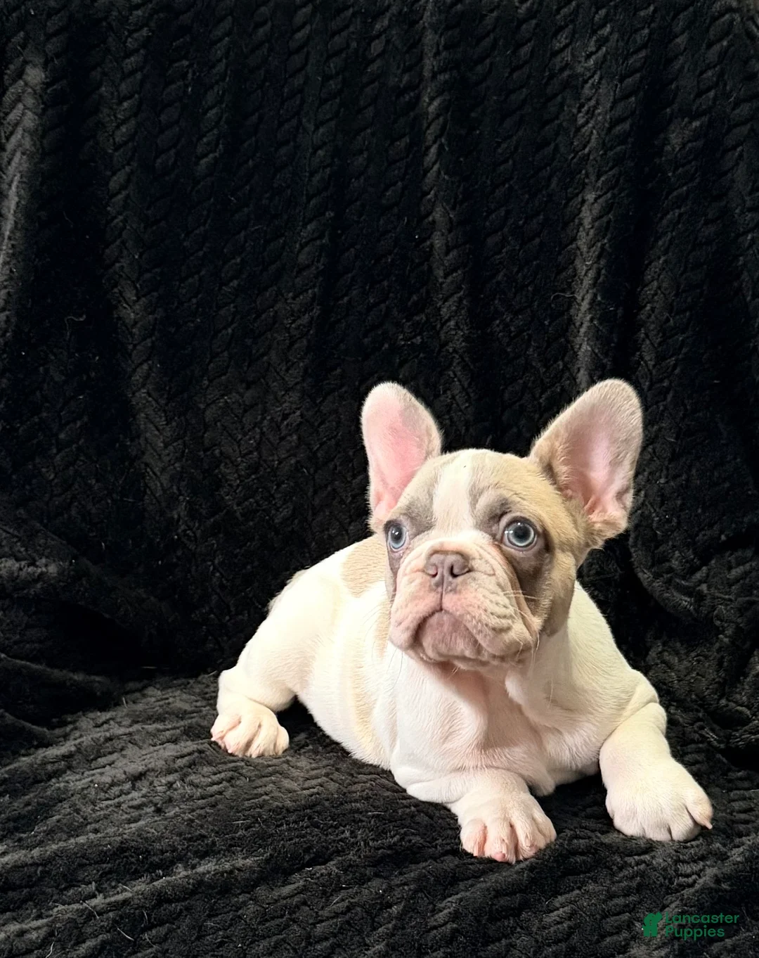 French Bulldog dogs for sale: Rachel - Ad 1