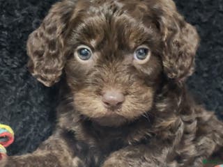 Cavapoo dogs Scotty - Ad 37