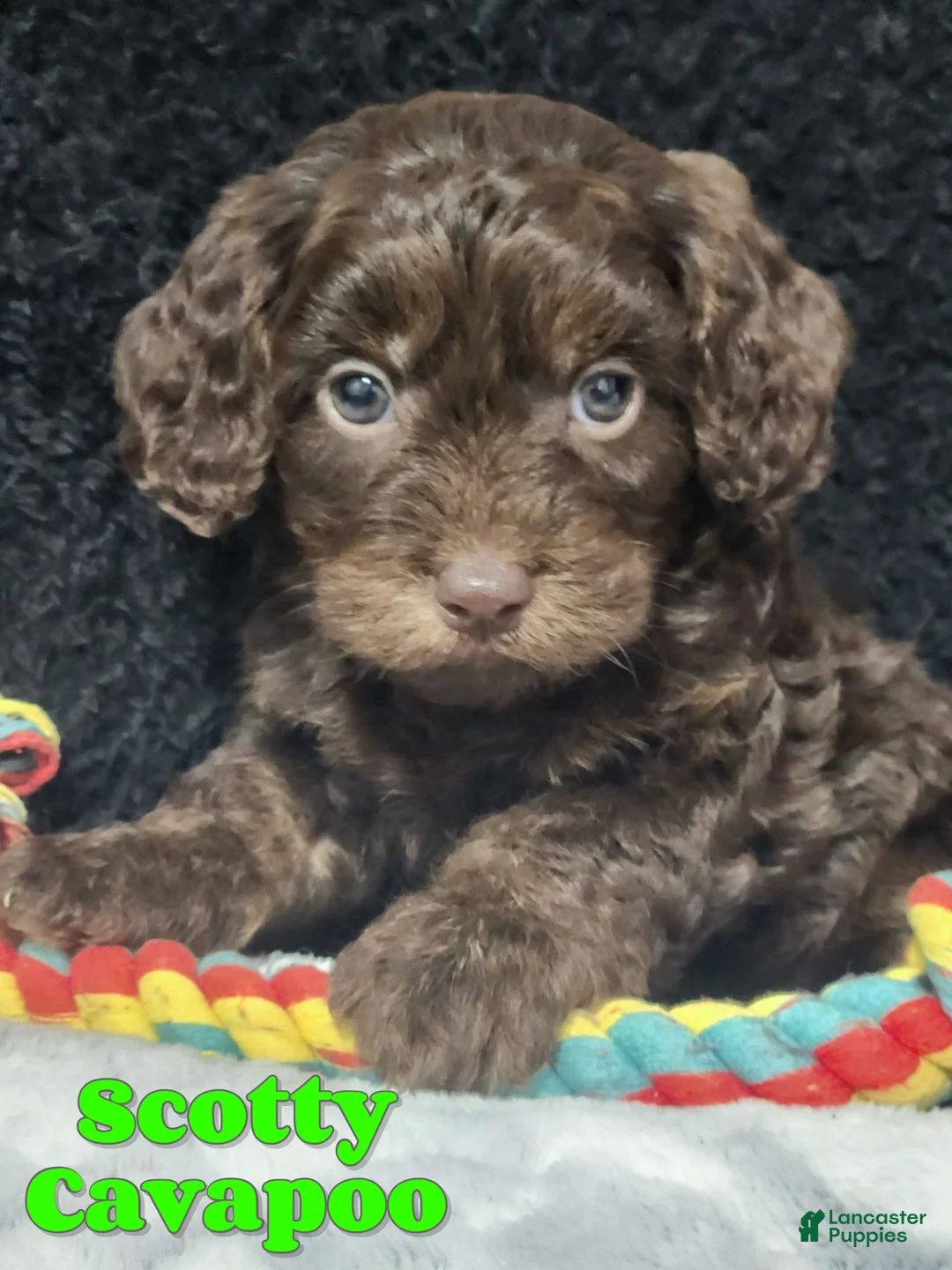 Cavapoo dogs for sale: Scotty - Ad 1