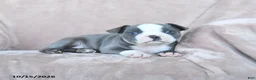 Boston Terrier dogs for sale: Elmo - Ad 4