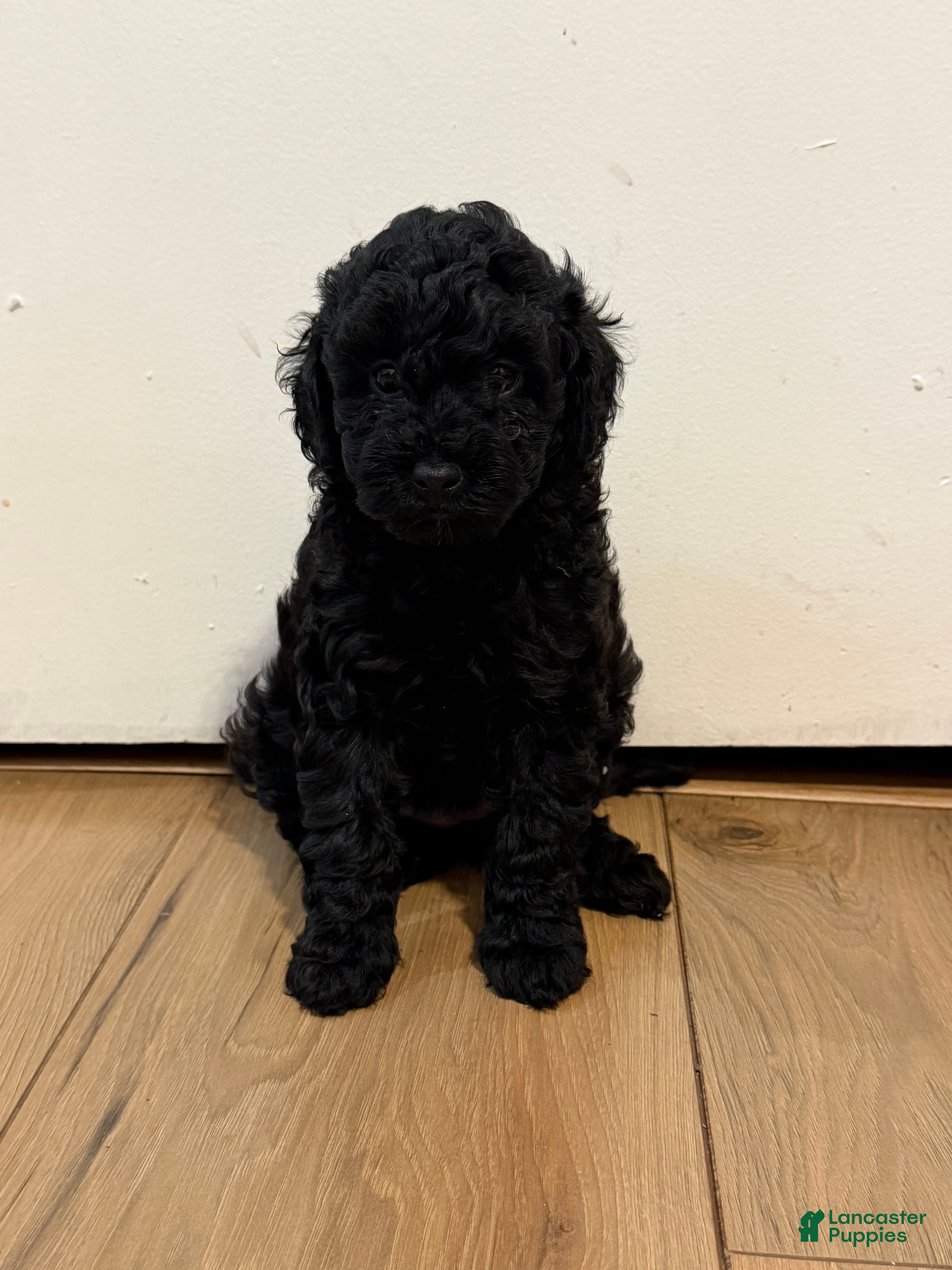 Miniature Poodle dogs for sale: Brooklyn  - Ad 9