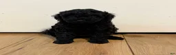 Miniature Poodle dogs for sale: Brooklyn  - Ad 1