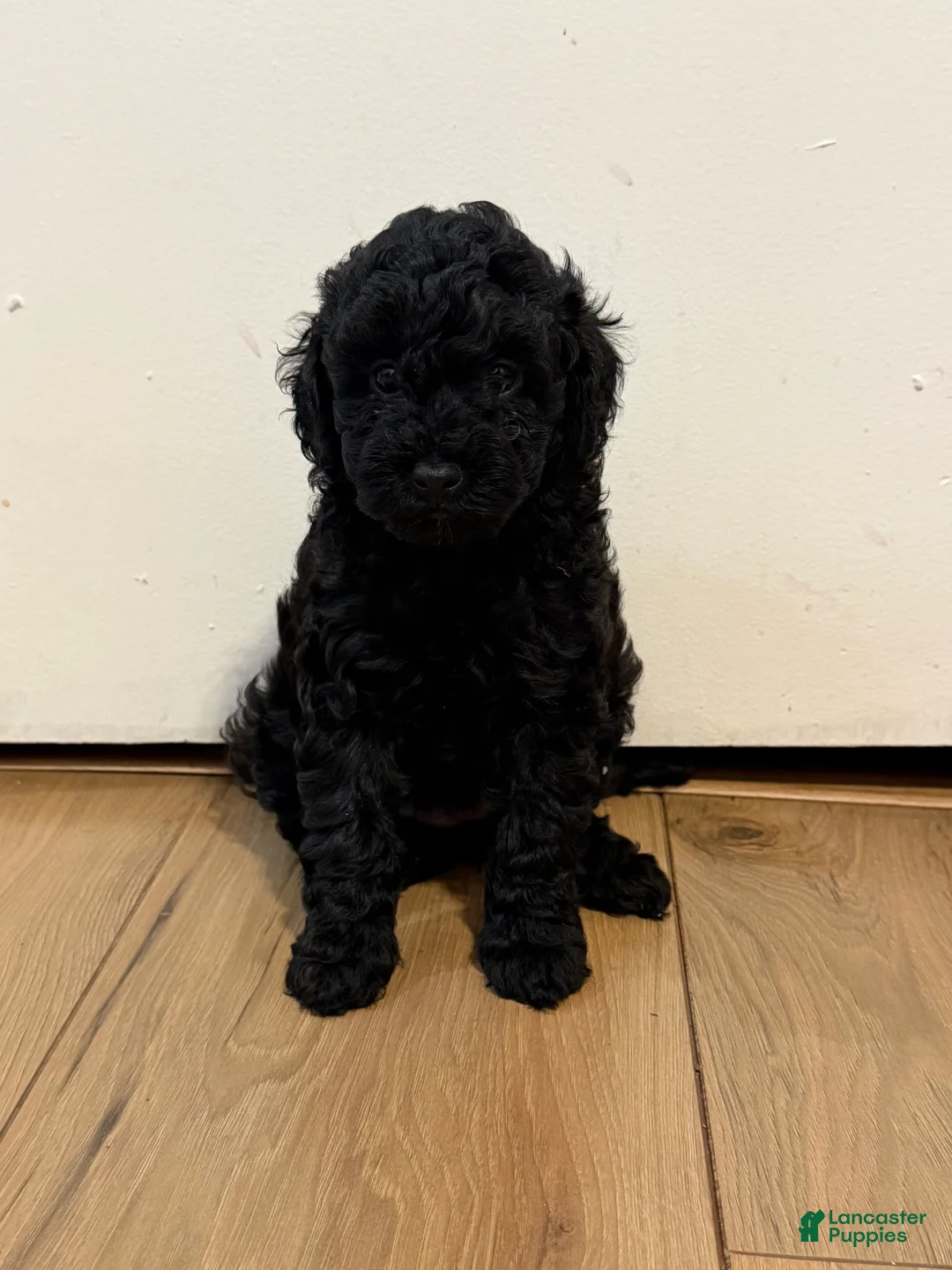 Miniature Poodle dogs for sale: Brooklyn  - Ad 1