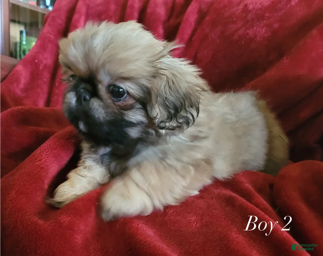 Pekingese dogs for sale: Pekingese 2 - Ad 2