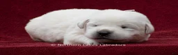Labrador Retriever dogs for sale: McKenna - Ad 3