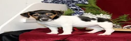 Jack Russell Terrier dogs for sale: Peppermint - Ad 4