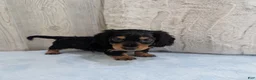 Miniature Dachshund dogs for sale: Luke - Ad 5