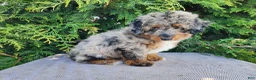Mini Bernedoodle dogs for sale: Lettie - Ad 13