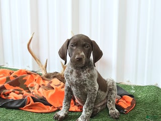 German Shorthaired Pointer dogs - Ad 12