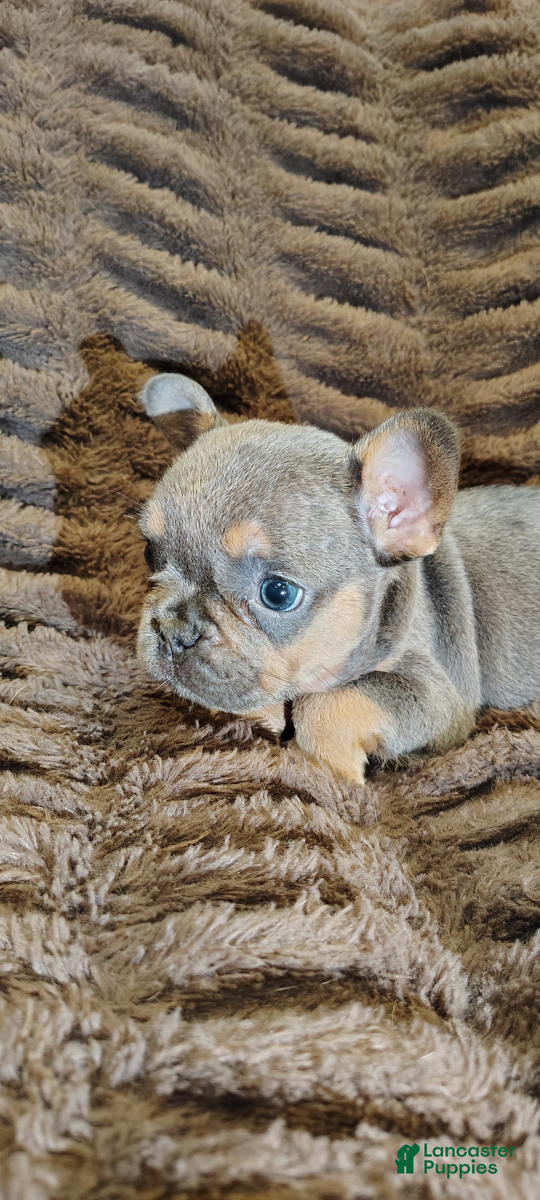 French Bulldog dogs Dewey - Ad 1