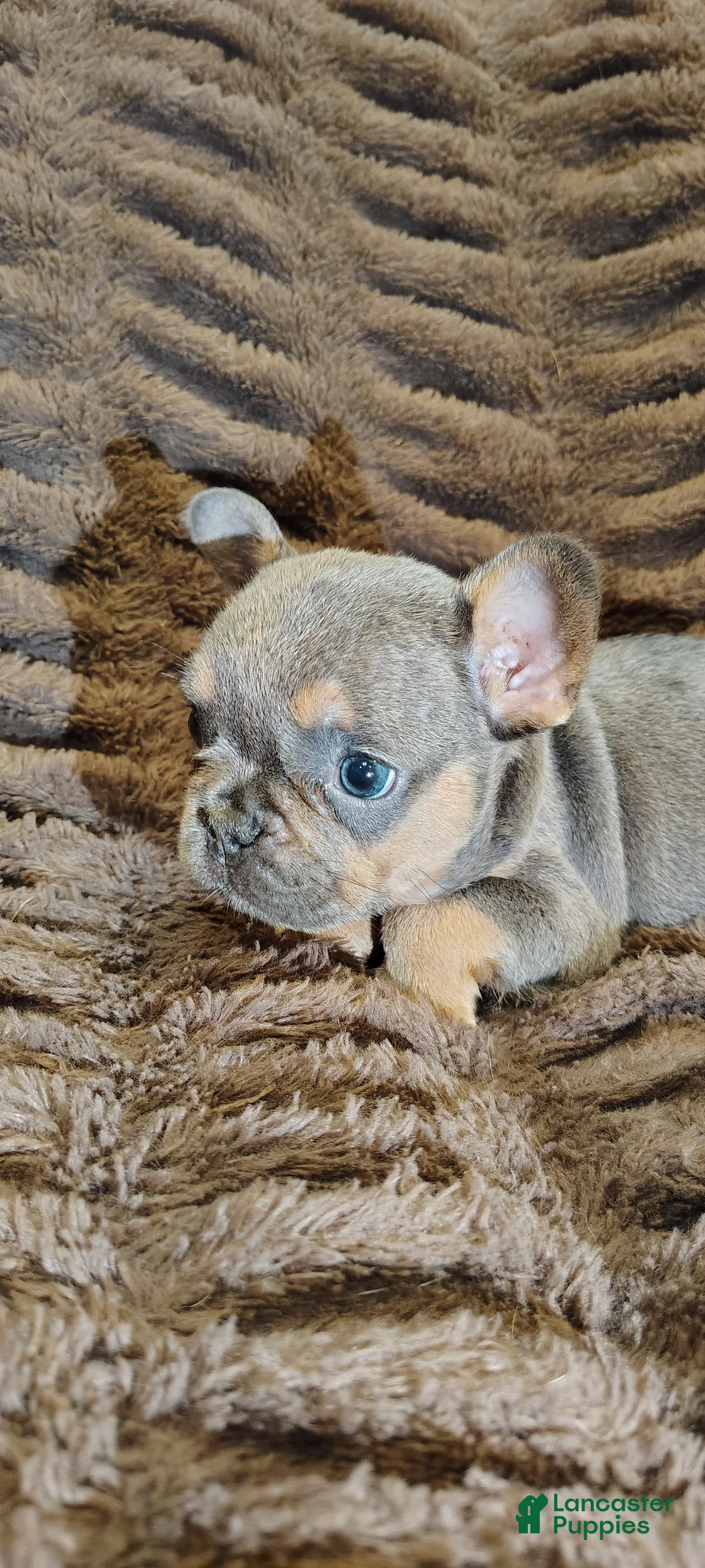 French Bulldog dogs for sale: Dewey - Ad 1