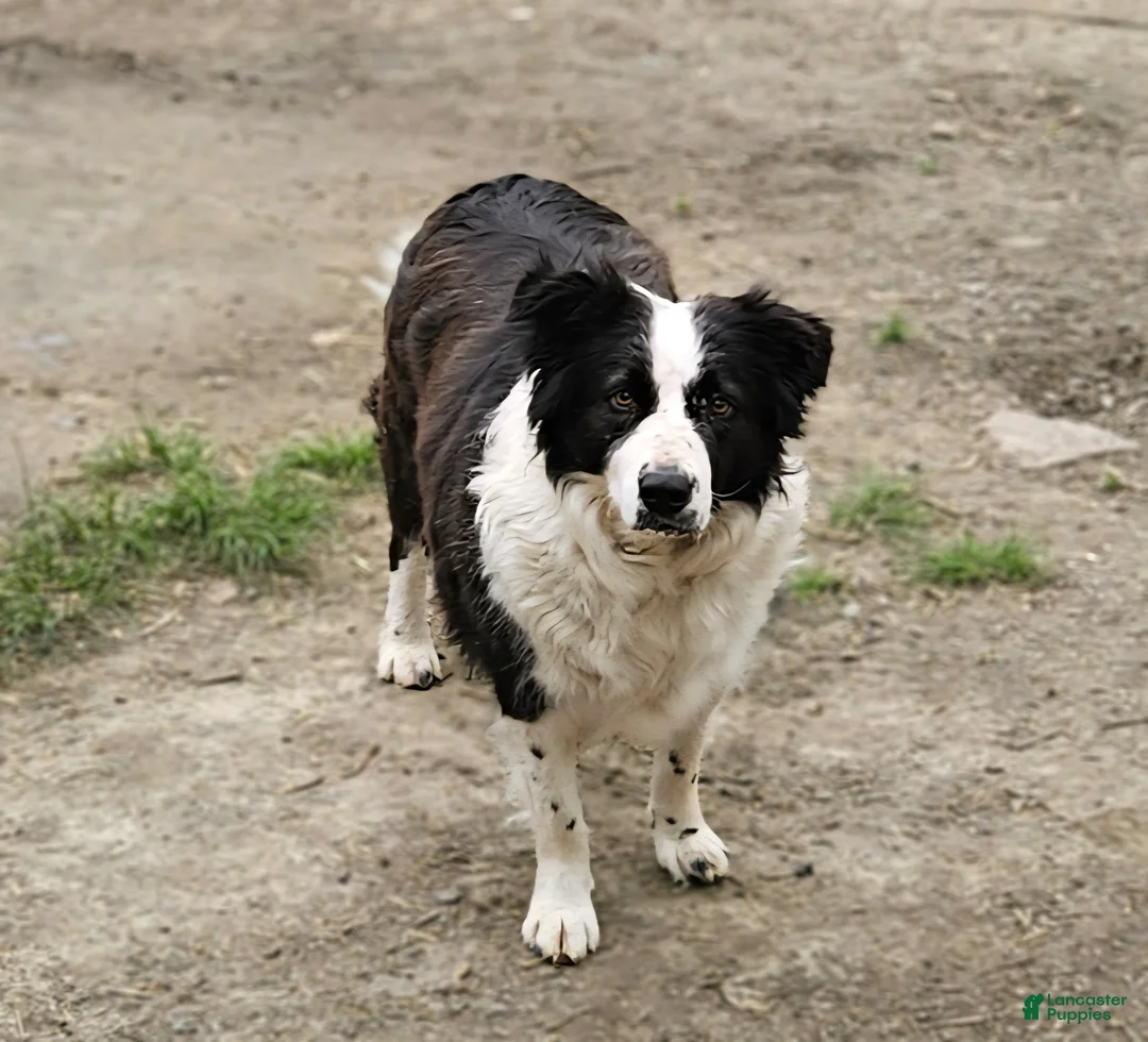 Border Collie dogs for sale: GiGi (Call-Text) - Ad 18