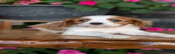 Cavalier King Charles Spaniel dogs for sale: Leo - Ad 9