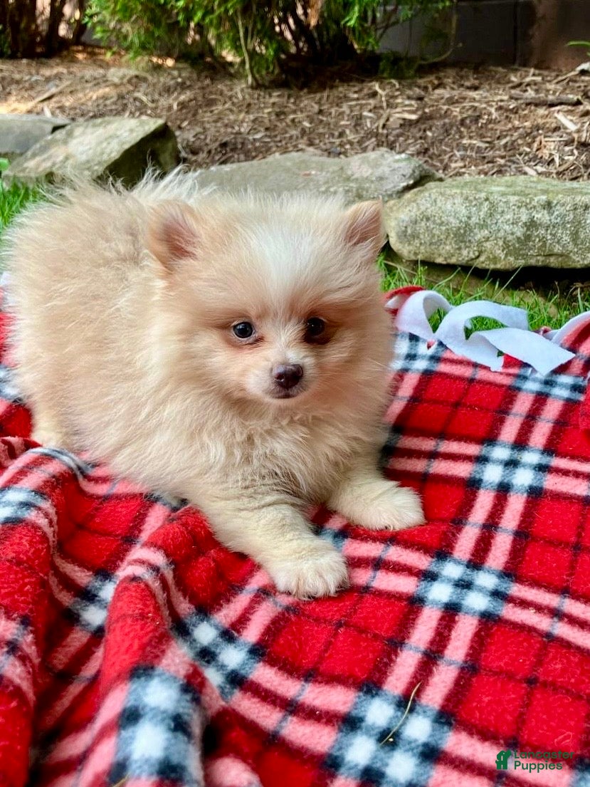 Pomeranian dogs Penny - Ad 2