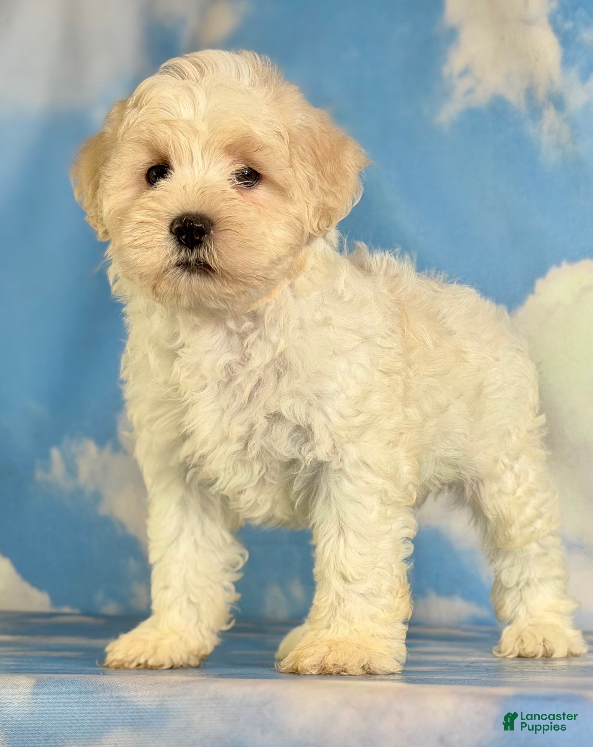 Schnoodle dogs Pongo - Ad 2