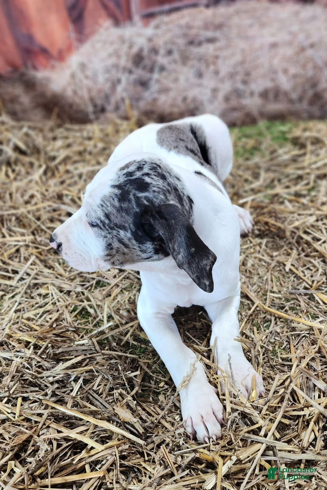 Catahoula Leopard Dog dogs for sale: Angel 2025 Female 1 - Ad 8