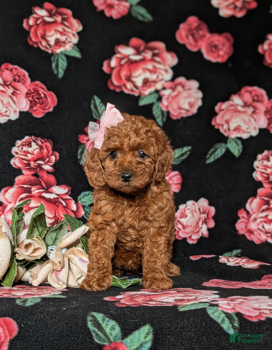 Miniature Poodle dogs for sale: Kaleigh - Ad 1