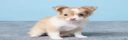 Chihuahua dogs for sale: Minty - Ad 3