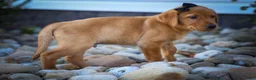 Labrador Retriever dogs for sale: NORMAN - Ad 6