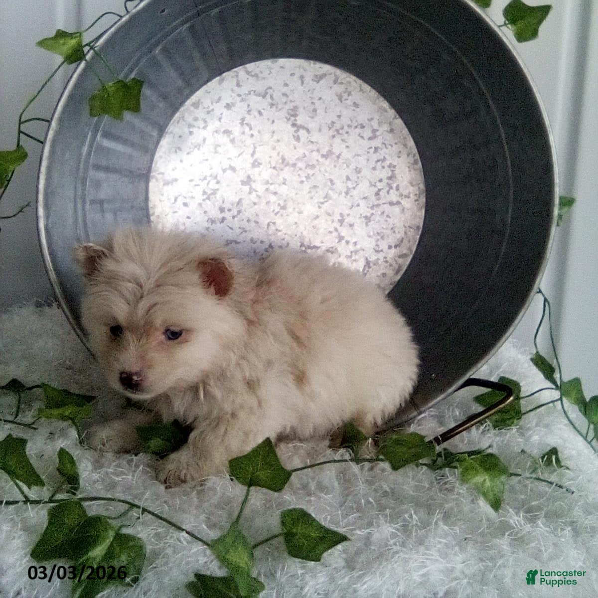 Pomsky dogs Millie - Ad 2