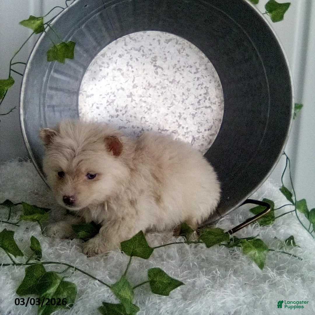 Pomsky dogs for sale: Millie - Ad 2