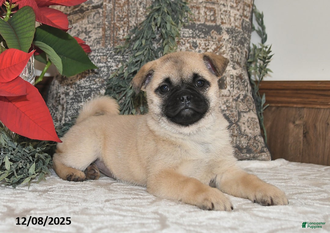 Mixed Breed dogs for sale: Princess - Ad 1