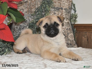 Mixed Breed dogs Princess - Ad 24