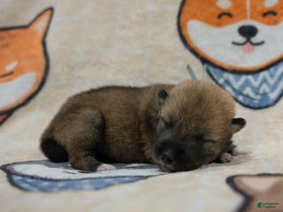 Shiba Inu dogs Shikoku Ken Puppy *Teal Collar* - Ad 42