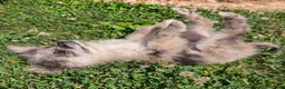Pomeranian dogs for sale: Wingnut - Ad 4