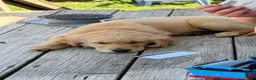 Golden Retriever dogs for sale: Golden Retriever  - Ad 3