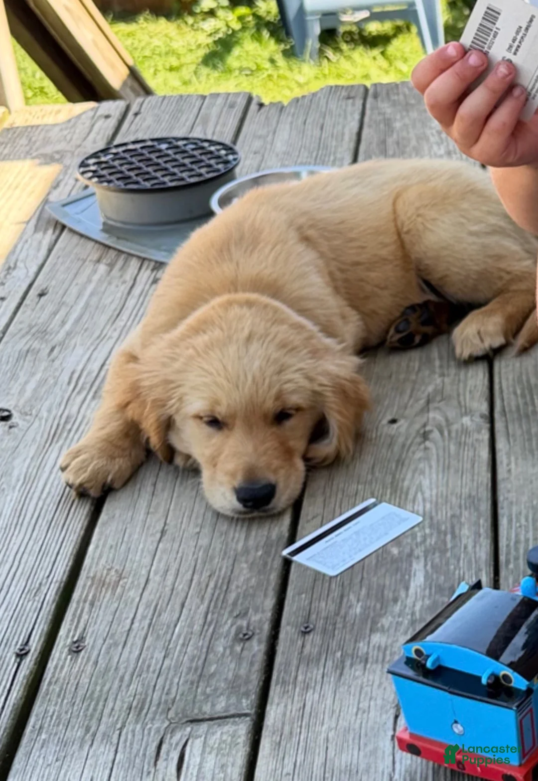 Golden Retriever dogs for sale: Golden Retriever  - Ad 3